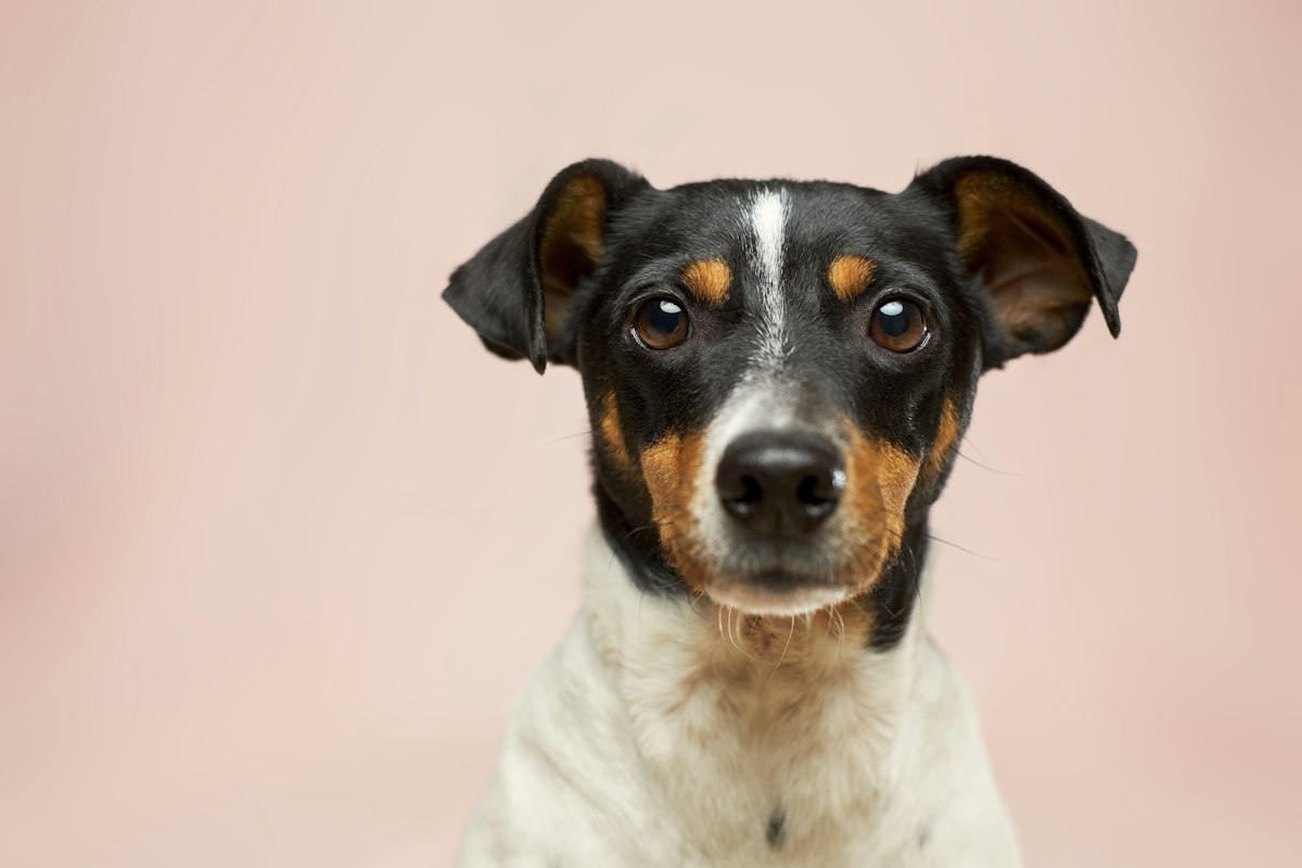 Ejercicio Ideal para Cada Raza de Perro: Guía Práctica