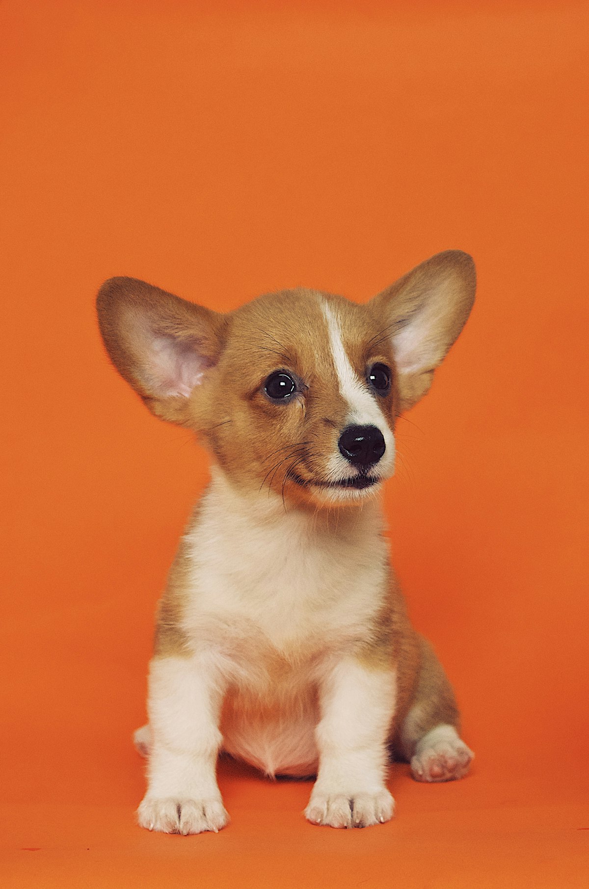 Cómo elegir el mejor collar o arnés para tu perro: Guía según tamaño, raza y comportamiento